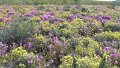 (79) Fynbos flowers